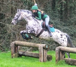 Horse for sale