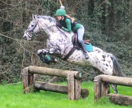 Horse for sale