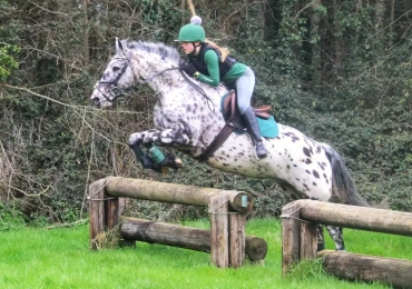 Horse for sale